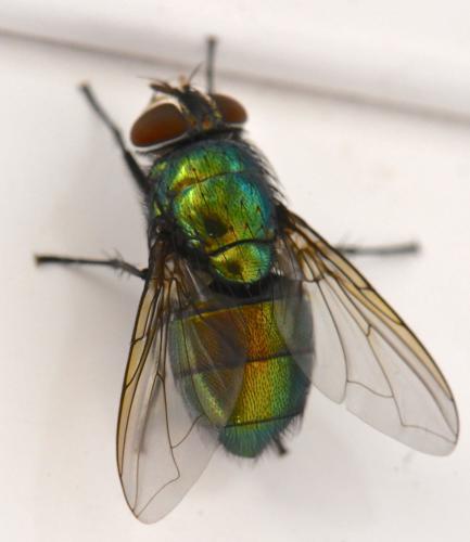 Lucilia ampullacea